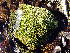  ( - EDNA24-0067880)  @11 [ ] CreativeCommons  Attribution Non-Commercial Share-Alike (2025) David Belll Royal Botanic Garden Edinburgh