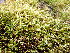  ( - EDNA24-0067886)  @11 [ ] CreativeCommons  Attribution Non-Commercial Share-Alike (2025) David Belll Royal Botanic Garden Edinburgh
