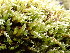  ( - EDNA24-0067886)  @11 [ ] CreativeCommons  Attribution Non-Commercial Share-Alike (2025) David Belll Royal Botanic Garden Edinburgh