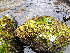  ( - EDNA24-0067886)  @11 [ ] CreativeCommons  Attribution Non-Commercial Share-Alike (2025) David Belll Royal Botanic Garden Edinburgh