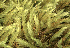  ( - EDNA24-0067886)  @11 [ ] CreativeCommons  Attribution Non-Commercial Share-Alike (2025) David Belll Royal Botanic Garden Edinburgh