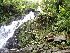  (Daltonia splachnoides - EDNA24-0067888)  @11 [ ] CreativeCommons  Attribution Non-Commercial Share-Alike (2025) David Belll Royal Botanic Garden Edinburgh
