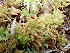  ( - EDNA24-0067889)  @11 [ ] CreativeCommons  Attribution Non-Commercial Share-Alike (2025) David Belll Royal Botanic Garden Edinburgh
