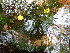  ( - EDNA24-0067890)  @11 [ ] CreativeCommons  Attribution Non-Commercial Share-Alike (2025) David Belll Royal Botanic Garden Edinburgh