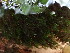  ( - EDNA24-0067890)  @11 [ ] CreativeCommons  Attribution Non-Commercial Share-Alike (2025) David Belll Royal Botanic Garden Edinburgh