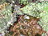  ( - EDNA24-0067890)  @11 [ ] CreativeCommons  Attribution Non-Commercial Share-Alike (2025) David Belll Royal Botanic Garden Edinburgh