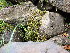  ( - EDNA24-0067891)  @11 [ ] CreativeCommons  Attribution Non-Commercial Share-Alike (2025) David Belll Royal Botanic Garden Edinburgh