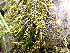  ( - EDNA24-0067891)  @11 [ ] CreativeCommons  Attribution Non-Commercial Share-Alike (2025) David Belll Royal Botanic Garden Edinburgh