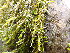  ( - EDNA24-0067891)  @11 [ ] CreativeCommons  Attribution Non-Commercial Share-Alike (2025) David Belll Royal Botanic Garden Edinburgh