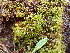  ( - EDNA24-0067895)  @11 [ ] CreativeCommons  Attribution Non-Commercial Share-Alike (2025) David Belll Royal Botanic Garden Edinburgh