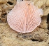 ( - PHM116)  @11 [ ] Copyright (2015) G D Khedkar Paul Hebert Centre For DNA Barcoding And Biodiversity Studies