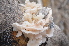  ( - PHM125)  @11 [ ] Copyright (2015) G D Khedkar Paul Hebert Centre For DNA Barcoding And Biodiversity Studies