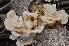  ( - PHM125)  @11 [ ] Copyright (2015) G D Khedkar Paul Hebert Centre For DNA Barcoding And Biodiversity Studies