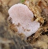  ( - PHM126)  @11 [ ] Copyright (2015) G D Khedkar Paul Hebert Centre For DNA Barcoding And Biodiversity Studies