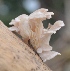  ( - PHM128)  @11 [ ] Copyright (2015) G D Khedkar Paul Hebert Centre For DNA Barcoding And Biodiversity Studies