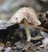  (Conocybe solitaria - PHM131)  @11 [ ] Copyright (2015) G D Khedkar Paul Hebert Centre For DNA Barcoding And Biodiversity Studies