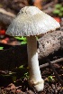  (Volvopluteus earlei - PHM134)  @11 [ ] Copyright (2015) G D Khedkar Paul Hebert Centre For DNA Barcoding And Biodiversity Studies