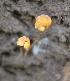  (Marasmius trichotus - PHM52)  @11 [ ] Copyright (2015) G D Khedkar Paul Hebert Centre For DNA Barcoding And Biodiversity Studies