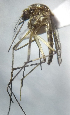  ( - MVAMX19AR105)  @12 [ ] CreativeCommons  Attribution Non-Commercial Share-Alike (2019) Unspecified Laboratorio de Ecología de Enfermedades y Una Salud