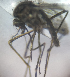  (Coquillettidia venezuelensis - MVAMX19AR111)  @11 [ ] CreativeCommons  Attribution Non-Commercial Share-Alike (2019) Unspecified Laboratorio de Ecología de Enfermedades y Una Salud