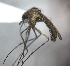  (Mansonia dyari - MVAMX19AR98)  @13 [ ] CreativeCommons  Attribution Non-Commercial Share-Alike (2019) Unspecified Laboratorio de Ecología de Enfermedades y Una Salud
