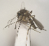  ( - MVAMX19AS10)  @11 [ ] CreativeCommons  Attribution Non-Commercial Share-Alike (2019) Unspecified Laboratorio de Ecología de Enfermedades y Una Salud