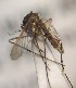  ( - MVAMX19AS116)  @12 [ ] CreativeCommons  Attribution Non-Commercial Share-Alike (2019) Unspecified Laboratorio de Ecología de Enfermedades y Una Salud