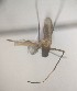  ( - MVAMX19AS125)  @11 [ ] CreativeCommons  Attribution Non-Commercial Share-Alike (2019) Unspecified Laboratorio de Ecología de Enfermedades y Una Salud