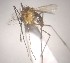  ( - MVAMX19AS126)  @11 [ ] CreativeCommons  Attribution Non-Commercial Share-Alike (2019) Unspecified Laboratorio de Ecología de Enfermedades y Una Salud