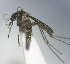  (Mansonia titillans - MVAMX19AS17)  @13 [ ] CreativeCommons  Attribution Non-Commercial Share-Alike (2019) Unspecified Laboratorio de Ecología de Enfermedades y Una Salud
