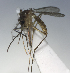  ( - MVAMX19AS28)  @11 [ ] CreativeCommons  Attribution Non-Commercial Share-Alike (2019) Unspecified Laboratorio de Ecología de Enfermedades y Una Salud