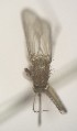  ( - MVAMX19AS3)  @11 [ ] CreativeCommons  Attribution Non-Commercial Share-Alike (2019) Unspecified Laboratorio de Ecología de Enfermedades y Una Salud