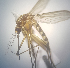  ( - MVAMX19CL33)  @13 [ ] CreativeCommons  Attribution Non-Commercial Share-Alike (2019) Unspecified Laboratorio de Ecología de Enfermedades y Una Salud