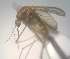  ( - MVAMX19CL36)  @12 [ ] CreativeCommons  Attribution Non-Commercial Share-Alike (2019) Unspecified Laboratorio de Ecología de Enfermedades y Una Salud