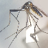  ( - MVAMX19CL41)  @11 [ ] CreativeCommons  Attribution Non-Commercial Share-Alike (2019) Unspecified Laboratorio de Ecología de Enfermedades y Una Salud