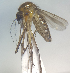  (Uranotaenia geometrica - MVAMX19CL44)  @11 [ ] CreativeCommons  Attribution Non-Commercial Share-Alike (2019) Unspecified Laboratorio de Ecología de Enfermedades y Una Salud