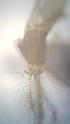  (Culex stenolepis - MVAMX19CL53)  @12 [ ] CreativeCommons  Attribution Non-Commercial Share-Alike (2019) Unspecified Laboratorio de Ecología de Enfermedades y Una Salud