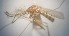  ( - MVAMX19CL55)  @11 [ ] CreativeCommons  Attribution Non-Commercial Share-Alike (2019) Unspecified Laboratorio de Ecología de Enfermedades y Una Salud