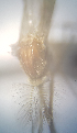  ( - MVAMX19CL55)  @11 [ ] CreativeCommons  Attribution Non-Commercial Share-Alike (2019) Unspecified Laboratorio de Ecología de Enfermedades y Una Salud