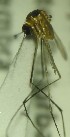  (Limatus asulleptus - MVAMX19GO179)  @11 [ ] CreativeCommons  Attribution Non-Commercial Share-Alike (2019) Unspecified Laboratorio de Ecología de Enfermedades y Una Salud