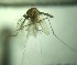  ( - MVAMX19GO183)  @11 [ ] CreativeCommons  Attribution Non-Commercial Share-Alike (2019) Unspecified Laboratorio de Ecología de Enfermedades y Una Salud