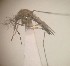  ( - MVAMX19GO79)  @11 [ ] CreativeCommons  Attribution Non-Commercial Share-Alike (2019) Unspecified Laboratorio de Ecología de Enfermedades y Una Salud