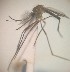  ( - MVAMX19GO86)  @11 [ ] CreativeCommons  Attribution Non-Commercial Share-Alike (2019) Unspecified Laboratorio de Ecología de Enfermedades y Una Salud