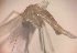  ( - MVAMX19GO87)  @11 [ ] CreativeCommons  Attribution Non-Commercial Share-Alike (2019) Unspecified Laboratorio de Ecología de Enfermedades y Una Salud