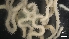 (Amphioplus strongyloplax - LG19-18-E21)  @11 [ ] C (2020) Unspecified Biologica Environmental Services