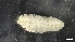  (Pentamera trachyplaca - M19-AH5-E35)  @11 [ ] C (2020) Unspecified Biologica Environmental Services