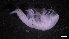  ( - LG18-18-A37)  @11 [ ] C (2020) Unspecified Biologica Environmental Services
