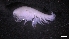  ( - LG18-18-A38)  @11 [ ] C (2020) Unspecified Biologica Environmental Services
