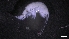  ( - M17-M4E-A39)  @11 [ ] C (2020) Unspecified Biologica Environmental Services