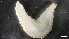  (Pentamera populifera - M19-AH10-E48)  @11 [ ] C (2020) Unspecified Biologica Environmental Services